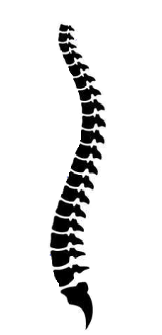spine_logo